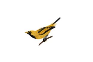 Golden Haired Flycatcher