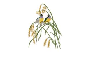 Painted Finch Embroidery Review